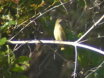 060330 dd Naked-faced spiderhunter Picop.JPG