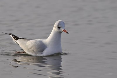 Skrattms - Black-headed Gull (Larus ridibundus)