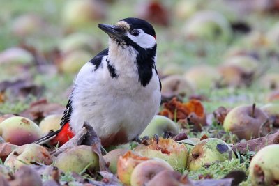 Strre hackspett - Great Spotted Woodpecker (Dendrocopos major)