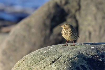 Skrpiplrka - Rock Pipit (Anthus petrosus)