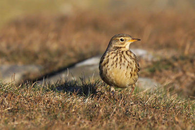 Hedpiplrka - Buff-bellied Pipit (Anthus rubescens)