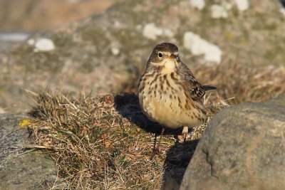 Hedpiplärka - Buff-bellied Pipit (Anthus rubescens)