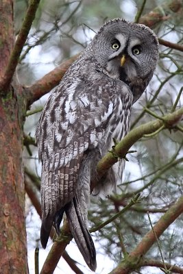 Lappuggla - Great grey owl ( Strix Nebulosa )