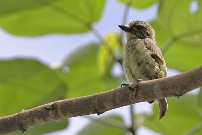 Speckled tinkerbird - (Pogoniulus scolopaceus)