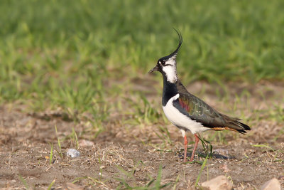 Tofsvipa -	Lapwing (Vanellus vanellus)