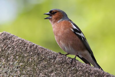 Bofink - Chaffinch (Fringilla coelebs)