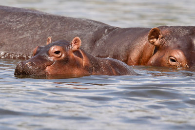 Common Hippopotamus - (Hippopotamus amphibius)