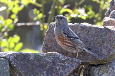 Alpjrnsparv - Alpine accentor ( Prunella collaris )