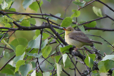 Polyglottsngare - Melodious Warbler (Hippolais polyglotta)