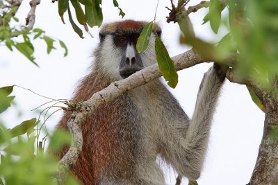 Patas monkey - (Erythrocebus patas)