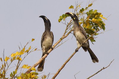 African grey hornbill  - (Tockus nasutus)