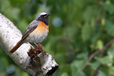 Rdstjrt - Redstart (Phoenicurus phoenicurus)