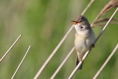 Krrsngare - Marsh Warbler (Acrocephalus palustris)