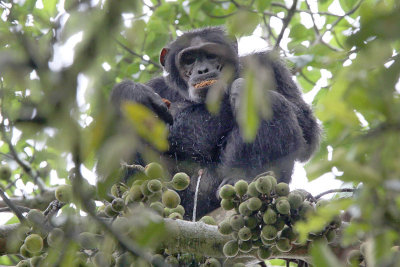 Chimpanzee - (Pan troglodytes schweinfurthi)