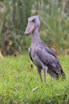 Shoebill - (Balaeniceps rex)