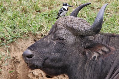 African buffalo - (Syncerus caffer caffer)