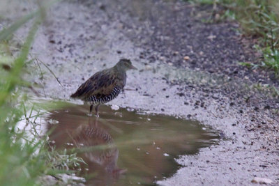 African crake - (crecopsis egregia)