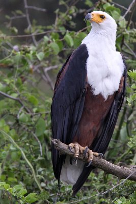 African fish eagle - (Haliaeetus vocifer)