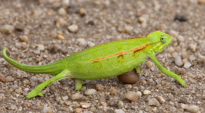 Chameleon sp