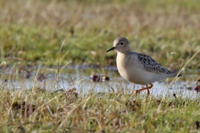 Prärielöpare - Buff-breasted sandpiper (Tryngites subrificollis)