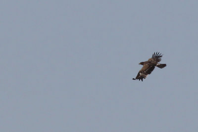 Stpprn  - Steppe eagle (Aquila Nipalensis)