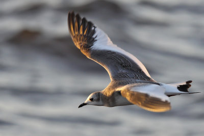 Tärnmås - Sabine's Gull (Xema sabini)