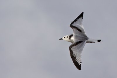 Tretig ms - Kittiwake (Rissa tridactyla)