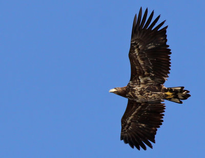 Havsrn - White-tailed Eagle (Haliaeetus albicilla)