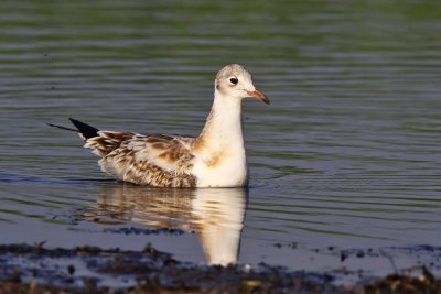 Skrattms - Black-headed Gull (Larus ridibundus)