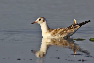 Skrattms - Black-headed Gull (Larus ridibundus)