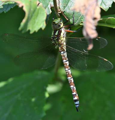 Blgrn mosaikslnda - Blue Darner (Aeshna cyanea)