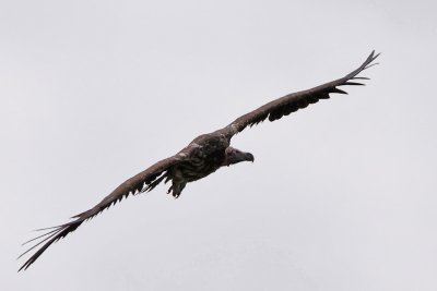 Lappet-faced vulture - (Torgos traceliotus)