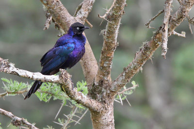 Rppell's Glossy Starling - (Lamprotornis purpuroptera)