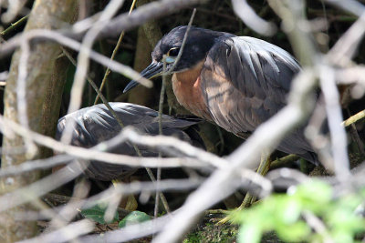 White-backed night-heron - (Gorsachius leuconotus)