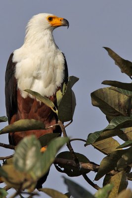 African fish eagle - (Haliaeetus vocifer)