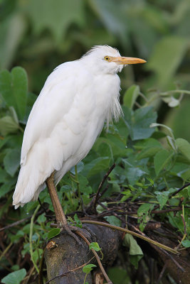 Cattle egret - (Bubulcus ibis)