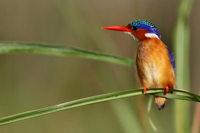 Malachite kingfisher - (Alcedo cristata)