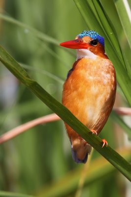 Malachite kingfisher - (Alcedo cristata)