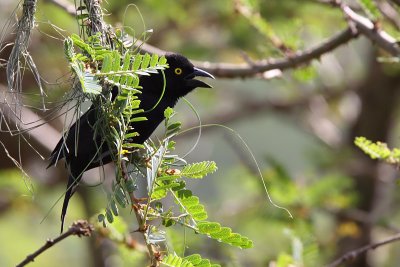 Veillots black weaver - (Ploceus nigerrimus)