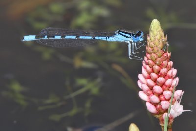 Sjflickslnda - Common bluet (Enallagma cyathigerum)