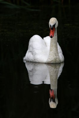 Knlsvan - Mute Swan (Cygnus olor)