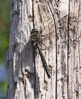 Gungflymosaikslnda - Bog Hawker (Aeshna subarctica)