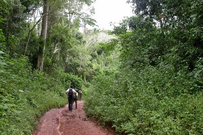 Mabira forest