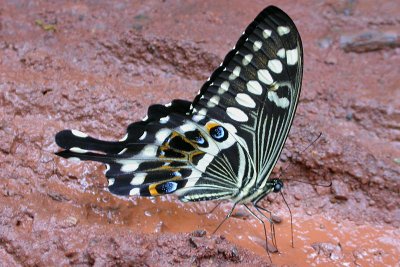 Butterfly sp