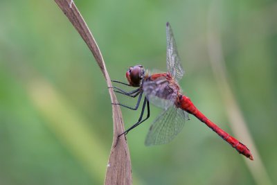 Blodrd ngstrollslnda - Ruddy darter (Sympetrum sanguineum)