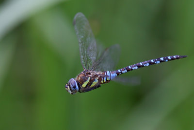 Höstmosaiktrollslända - Migrant hawker (Aeshna mixta)