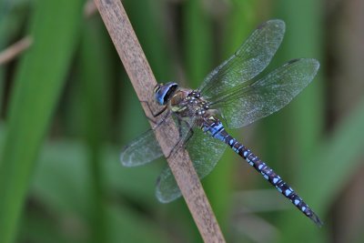 Höstmosaiktrollslända - Migrant hawker (Aeshna mixta)
