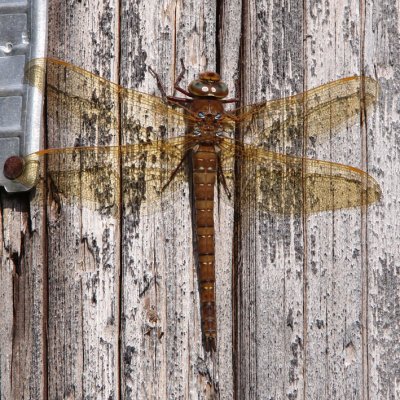 Brun mosaikslnda - Brown hawker (Aeshna grandis)