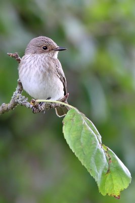 Gr flugsnappare - Spotted Flycatcher (Muscicapa striata)