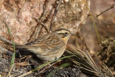 Svartstrupig jrnsparv - Black-throated Accentor (Prunella atrogularis)